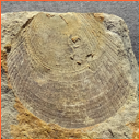 Vzorek č. 0065 (Neurčeno) - Masty Neurčeno - Masty