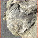 Vzorek č. 0066 (Neurčeno) - Masty Neurčeno - Masty