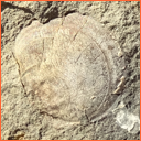 Vzorek č. 0067 (Neurčeno) - Masty Neurčeno - Masty