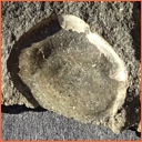 Vzorek č. 0068 (Neurčeno) - Masty Neurčeno - Masty