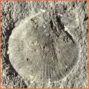 Vzorek č. 0069 (Neurčeno) - Masty Neurčeno - Masty