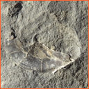 Vzorek č. 0070 (Neurčeno) - Masty Neurčeno - Masty