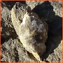 Vzorek č. 0071 (Neurčeno) - Masty Neurčeno - Masty