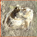 Vzorek č. 0072 (Neurčeno) - Masty Neurčeno - Masty