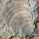 Vzorek č. 0076 (Neurčeno) - Masty Neurčeno - Masty