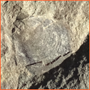 Vzorek č. 0077 (Neurčeno) - Masty Neurčeno - Masty