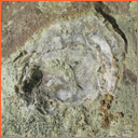 Vzorek č. 0078 (Neurčeno) - Masty Neurčeno - Masty