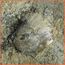 Vzorek č. 0079 (Neurčeno) - Masty Neurčeno - Masty