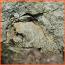 Vzorek č. 0081 (Neurčeno) - Masty Neurčeno - Masty