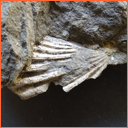 Vzorek č. 0083 (Neurčeno) - Masty Neurčeno - Masty