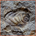 Vzorek č. 0084 (Neurčeno) - Masty Neurčeno - Masty