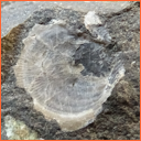 Vzorek č. 0085 (Neurčeno) - Masty Neurčeno - Masty