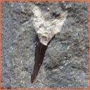 Vzorek č. 0089 (Neurčeno) - Masty Neurčeno - Masty