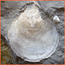 Vzorek č. 0091 (Neurčeno) - Masty Neurčeno - Masty