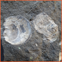 Vzorek č. 0092 (Neurčeno) - Masty Neurčeno - Masty