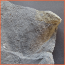 Vzorek č. 0097 (Neurčeno) - Masty Neurčeno - Masty