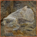 Vzorek č. 0100 (Neurčeno) - Masty Neurčeno - Masty