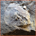 Vzorek č. 0103 (Neurčeno) - Masty Neurčeno - Masty