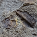 Vzorek č. 0104 (Neurčeno) - Masty Neurčeno - Masty