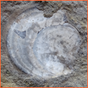 Vzorek č. 0106 (Neurčeno) - Masty Neurčeno - Masty