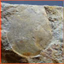 Vzorek č. 0108 (Neurčeno) - Masty Neurčeno - Masty