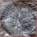 Vzorek č. 0111 (Neurčeno) - Masty Neurčeno - Masty