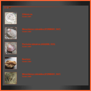 Galerie fosílií - zobrazení v ikonách