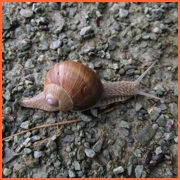 Příroda